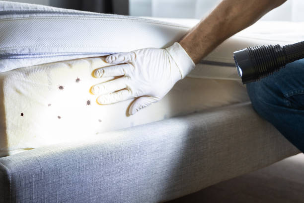 Professional Pest Control in Yountville, CA